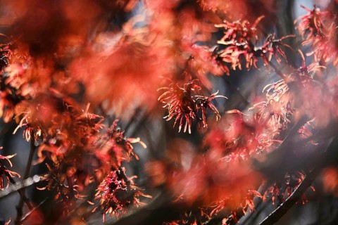 Witch hazel in bloom (Hamamelis), early March, Germany, Europe
