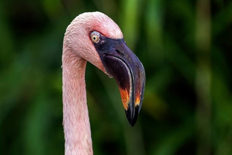 Flamingo (Phoenicopteridae), portrait, captive, Germany, Europe