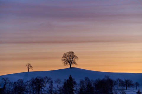 Two linden trees on a hill in front of a colourful sunrise sky creating a peaceful and calm