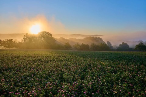 Sunrise over a misty clover field with fruit trees bathed in golden light, Großheubach, Miltenberg,