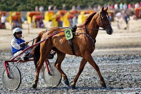 Horse with sulky, trotter, horse-drawn carriage, trotting race in the mudflats, Duhner Wattrennen