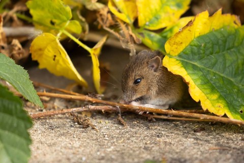 Brown rat (Rattus norvegicus) juvenile baby rodent animal feeding amongst brambles on a pathway,