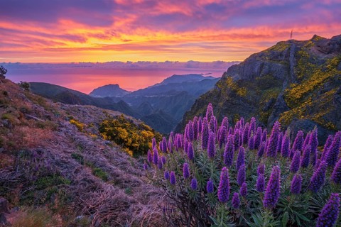 View near Pico do Arieiro of mountains over clouds with Pride of Madeira flowers and blooming
