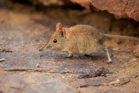Short-eared elephant shrew, (Macroscelides probosideus), adult, foraging, Mountain Zebra National