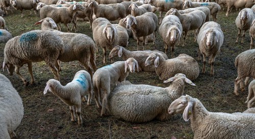 A herd of Merinoland sheep in a fenced pasture, Thuisbrunn, Upper Franconia, Bavaria, Germany,