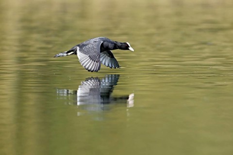 Eurasian Coot (Fulica atra), adult bird flying over the water, Flachsee, Canton Aargau,
