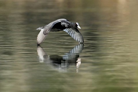 Eurasian Coot (Fulica atra), adult bird flying over the water, Flachsee, Canton Aargau,