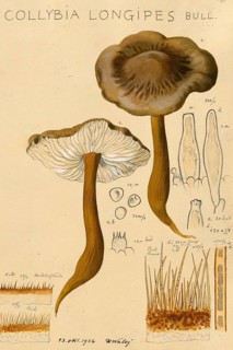 Mushroom, Mushrooms, Brown-haired root carrot, Xerula longipes, Collybia maculata, authentic