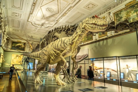 Tyrannosaurus rex in the dinosaur hall of the Natural History Museum Vienna, Austria, Europe
