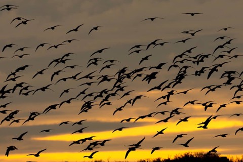 Pink-footed goose (Anser brachyrhynchus) silhouette of adult geese birds flying in a flock or skein