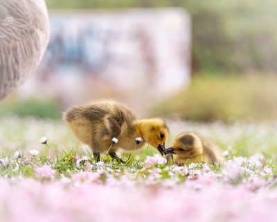 Canada goose chicks (Branta canadensis) two beaking in the grass, surrounded by daisies, profile
