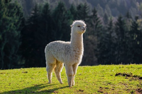 One young white Alpaca (Vicugna pacos) stands on a green meadow . A forest is in the distant