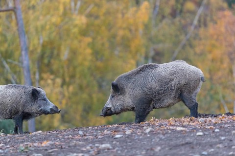 Two wild boar or wild pig (Sus scrofa), walking over an opening in early morning light, searching