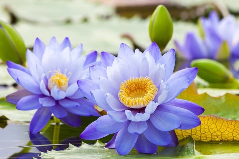 Purple water lilies with yellow centre in calm water on green leaves, giant water lilies (Nymphaea