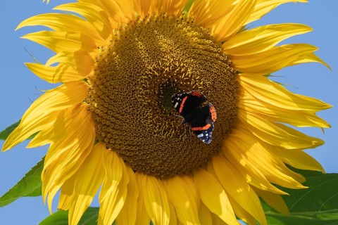 Red admiral butterfly (Vanessa atalanta) adult insect feeding on garden Sunflower (Helianthus