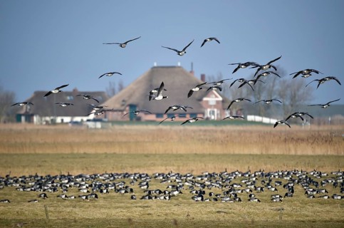 White-fronted Geese, Barnacle Geese, (Branta leucopsis) flying near Westerhever,