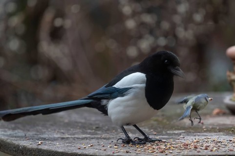 Magpie (Pic pica) and fleeing blue tit at the feeding site, Bavaria, Germany, Europe