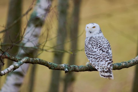 Snowy owl on branch (Bubo scandiacus) captive, Czech Republic, Europe