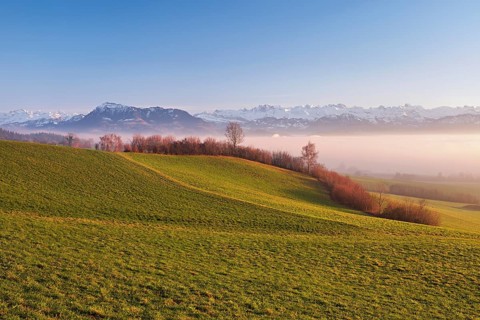 Field landscape with hedges in the background above the sea of fog the Rigi and the snow-covered