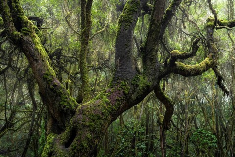 Trees with moss and lichen in the laurel forest of Garajonay National Park. Parque Nacional de