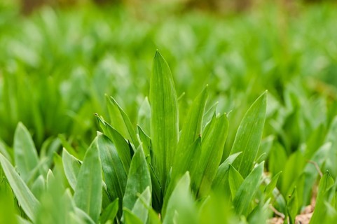 Wild garlic (Allium ursinum) growing in a forest in spring, Bavaria, Germany, Europe