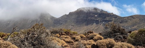 Faded Teide gorse and the summit of Montaña Guajara, also: Alto de Guajara, 2715m, crater walls,