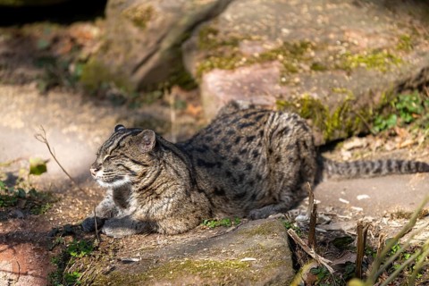 Fishing cat (Prionailurus viverrinus) at the shore of a lake on a sunny day, captive, Germany,