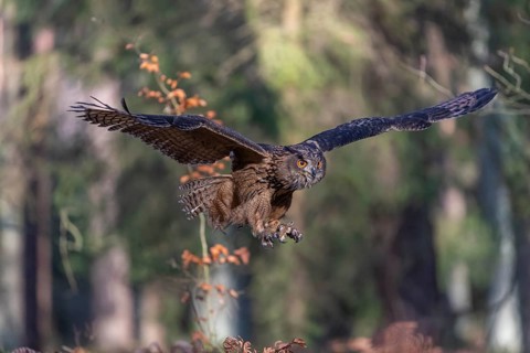 One Eurasian Eagle Owl, Bubo bubo, flying thru a forest with ferns on the ground