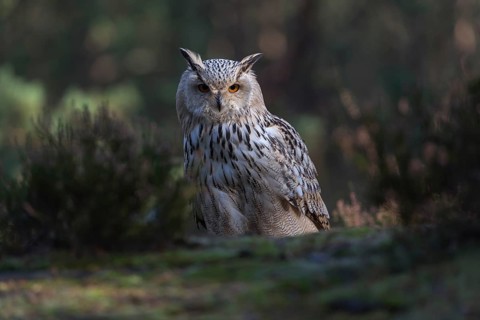 One Siberian Eagle Owl (Bubo bubo sibiricus) sitting on forest floor between green vegetation
