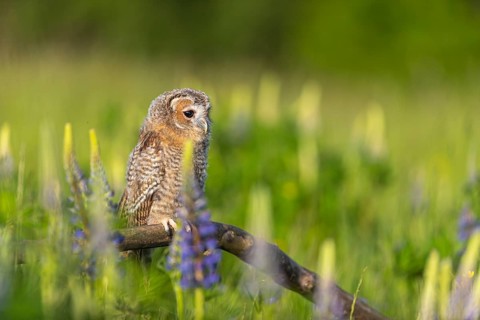 One young Ural owl (Strix uralensis) sitting on a branch lying in a field of flowering lupines in