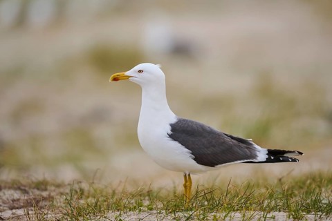 Yellow-legged gull (Larus michahellis) standing in the grass, Düne, Helgoland, Schleswig-Holstein,