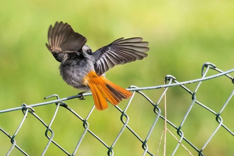 A male black redstart (Phoenicurus ochruros) sitting on a wire mesh fence with its wings