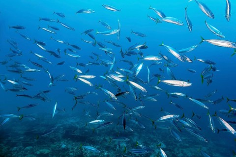 Shoal of Decapterus mackerel (Decapterus tabl) swimming in the open sea over coral reef, Great