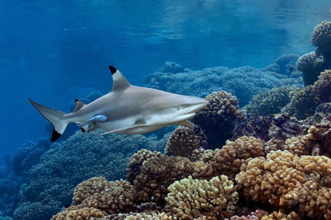 Blacktip reef shark (Carcharhinus melanopterus) from the front, swimming in the south pass over