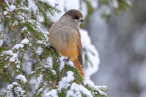 Siberian jay (Perisoreus infaustus, Corvus infaustus) perched in spruce tree in snow covered taiga