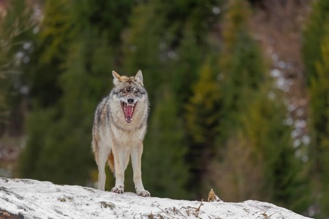 A young grey wolf (Canis lupus lupus) stands on a sloping, snow-covered meadow on a cold, cloudy