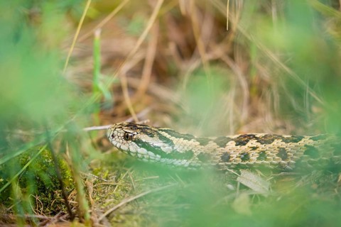 Portrait of a Hungarian meadow viper (Vipera ursinii rakosiensis) lying in tall grass