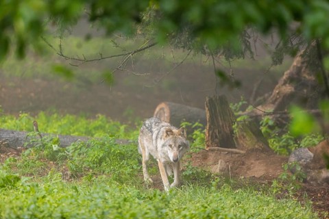 One adult male eurasian gray wolf (Canis lupus lupus) walking through the green undergrowth at a