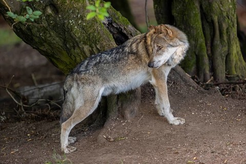 One adult male eurasian gray wolf (Canis lupus lupus) standing in front of an old split tree at a