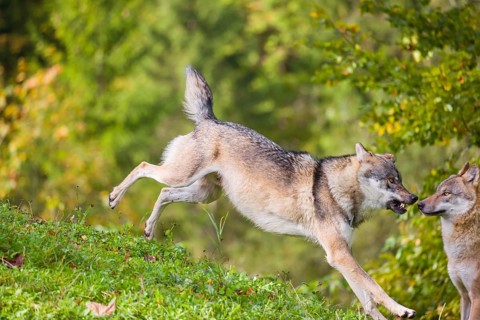 A eurasian gray wolf (Canis lupus lupus) runs across a meadow down a hill. Early morning light