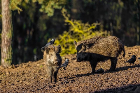 Two wild boar or wild pig (Sus scrofa) standing in a clearing. First sweet morning light. A western