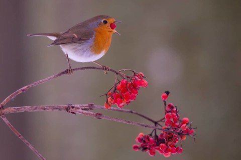 European robin (Erythacus rubecula) with snowball berries Germany