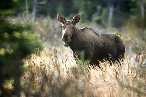 Moose. Alces alces. Female moose standing on a grassy meadow and watching. Gros Morne national park