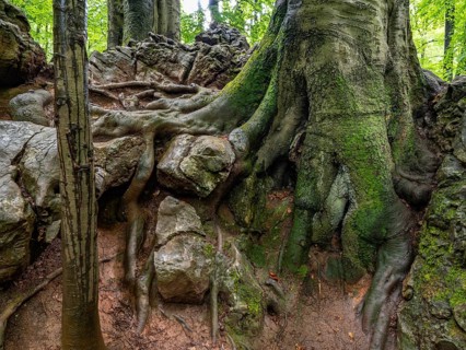A beech tree digs its roots firmly into the rock in the Felsenmeer nature reserve near Hemer in the