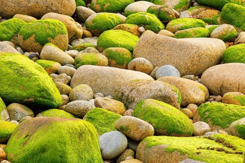 Ochre-coloured stones overgrown with green moss, stone stand in the Breatgne, France, Europe