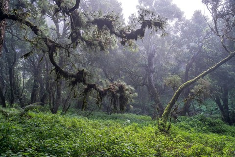Laurel forest near La Llanía on El Hierro, Canary Islands, Spain, Europe