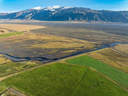 Grazing sheep, aerial view over meadows to glacier Eyjafjallajökull, Fljotsdalur valley, Iceland,