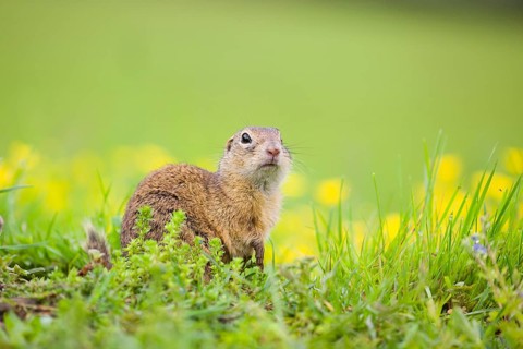 An adult European ground squirrel (Spermophilus citellus) or European souslik sits in green gras