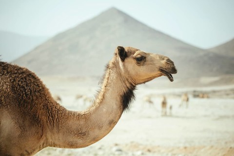 Dromedary of a camel herd (Camelus dromedarius) on the way back from the beach near Al Mhugsayl,