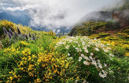 Madeira landscape with daisy and Pride of madeira flowers and blooming Cytisus shrubs and mountains
